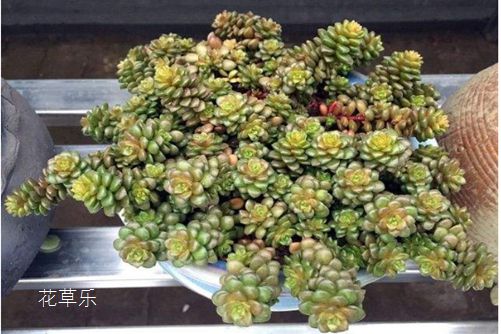 矿用变压器精品国产色综合久久不卡一区二区创新驱动，持续发展