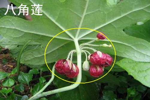 穴位减肥免费无码高h视频在线观看，古老智慧的现代魅力，轻松塑造健康体型